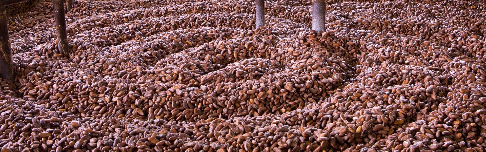 Food safety at the heart of Olam Cocoa